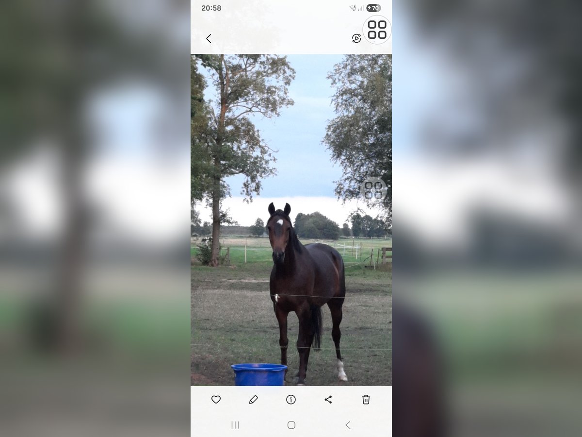 Hanovrien Jument 9 Ans 166 cm Bai brun in Drochtersen