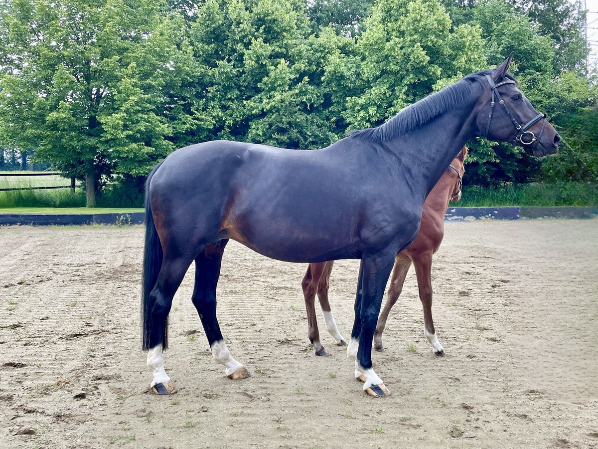 Hanovrien Jument 9 Ans 167 cm Bai brun foncé in Rees