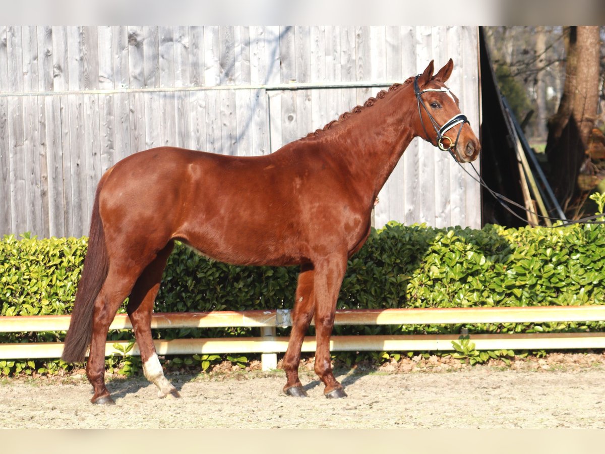 Hanovrien Jument 9 Ans 168 cm Alezan brûlé in Reeßum