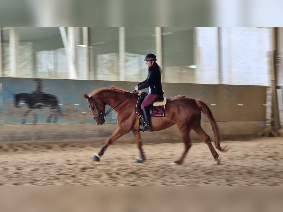 Hanovrien Jument 9 Ans 168 cm Alezan in Langenau