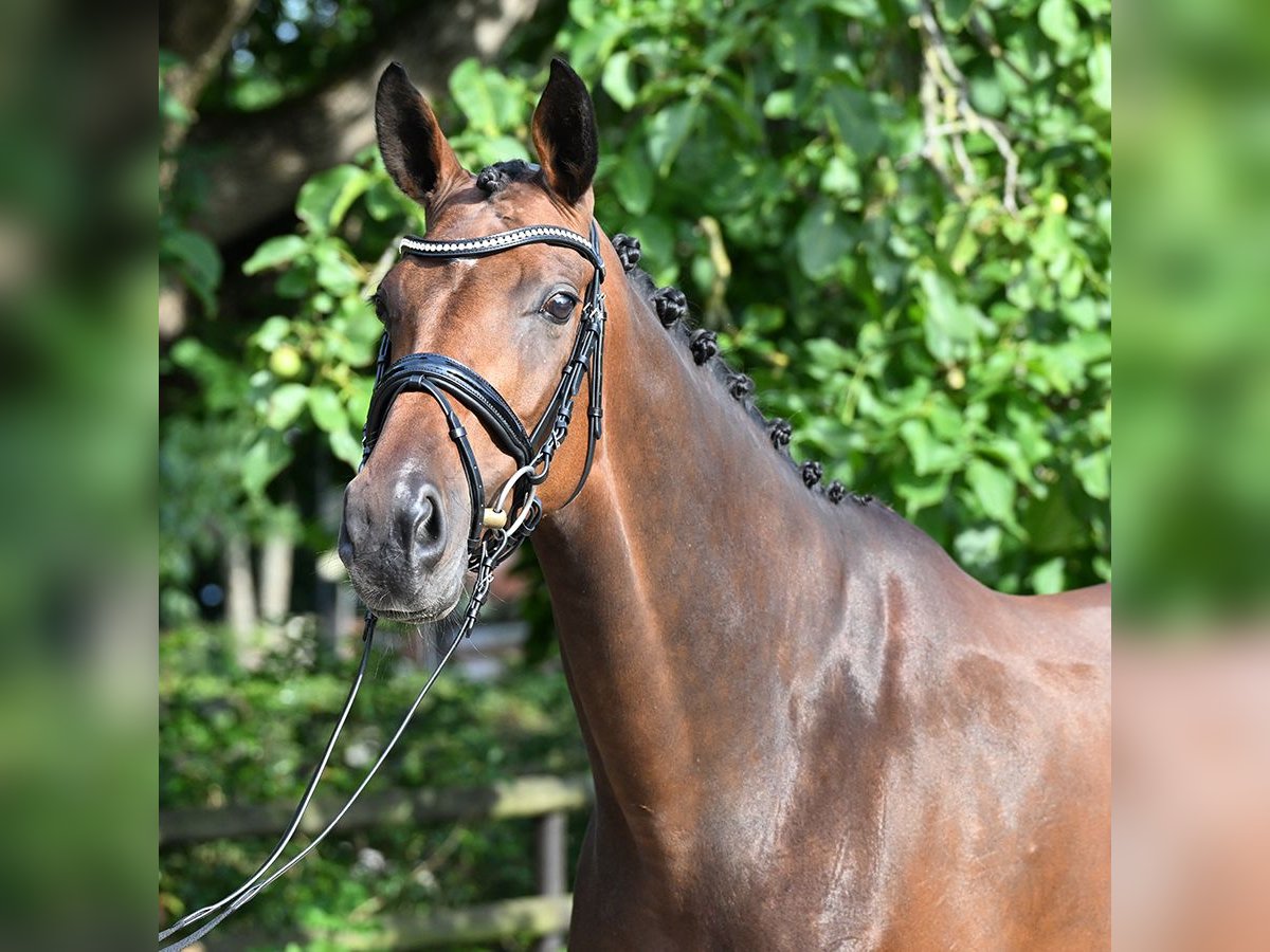 Hanovrien Jument 9 Ans 170 cm Bai brun in Bad Bevensen