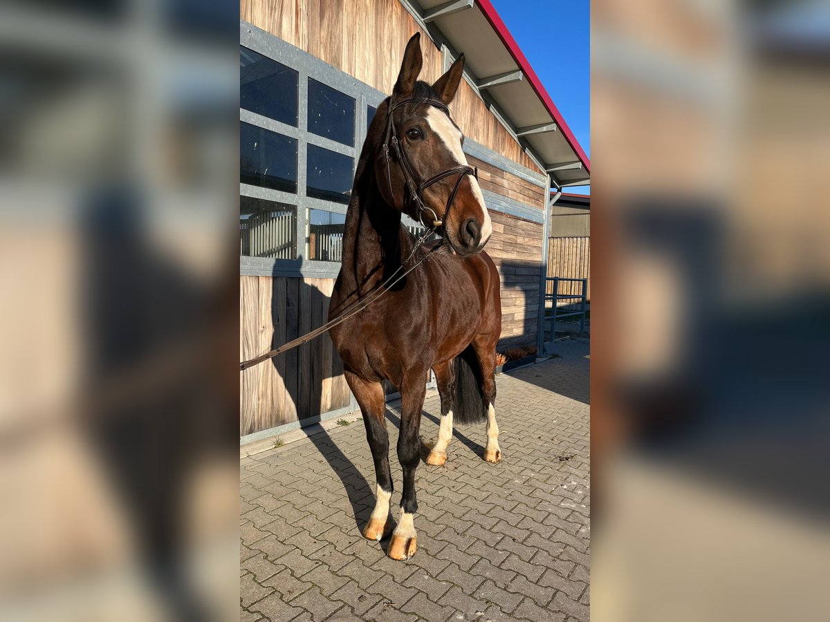 Hanovrien Jument 9 Ans 170 cm Bai brun in Leipzig