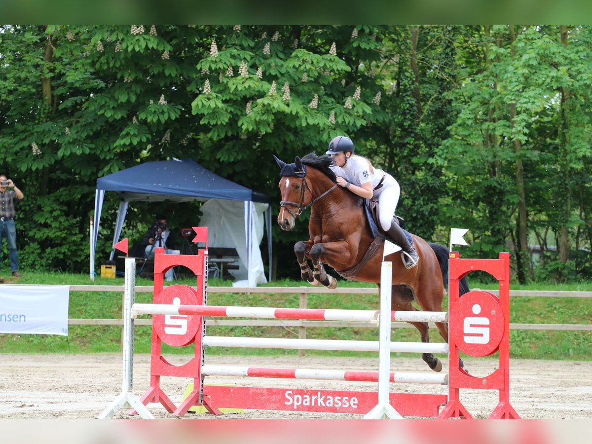 Hanovrien Jument 9 Ans 170 cm Bai brun in Harsumum