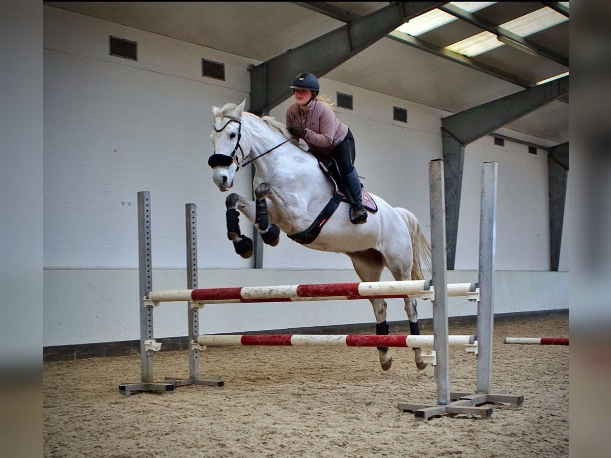 Hanovrien Jument 9 Ans 172 cm Gris pommelé in Hammah