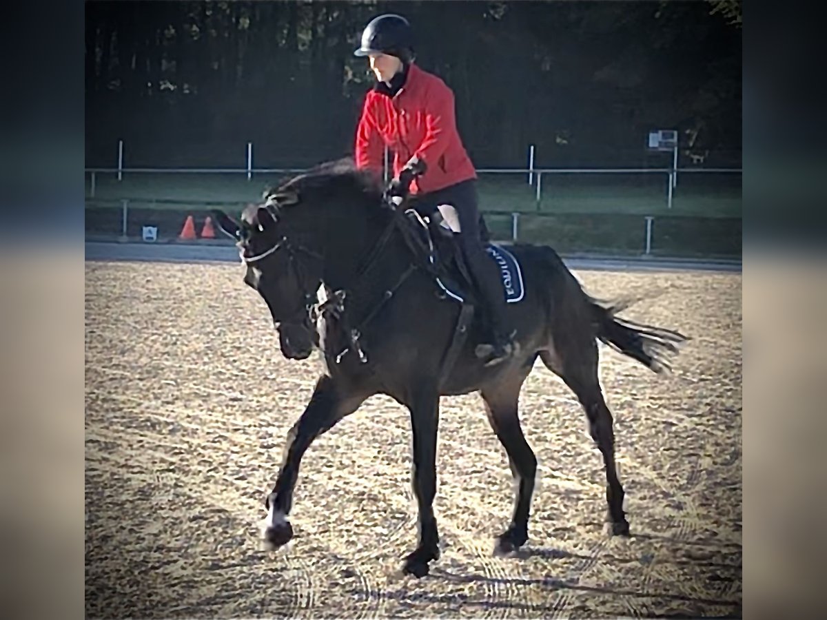 Hanovrien Jument 9 Ans 175 cm Bai brun in Emsb&#xFC;ren