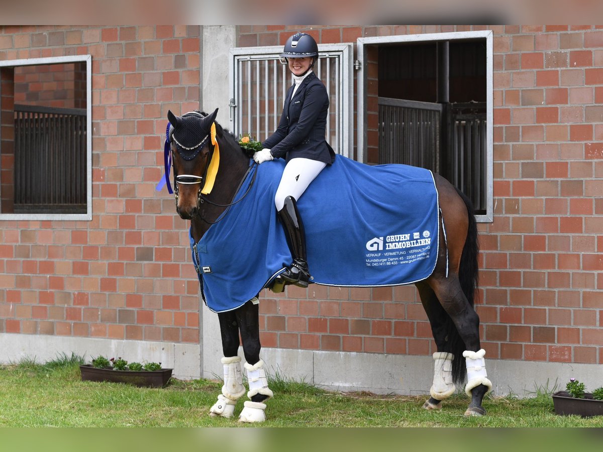 Hanovrien Jument 9 Ans Bai in Jesteburg