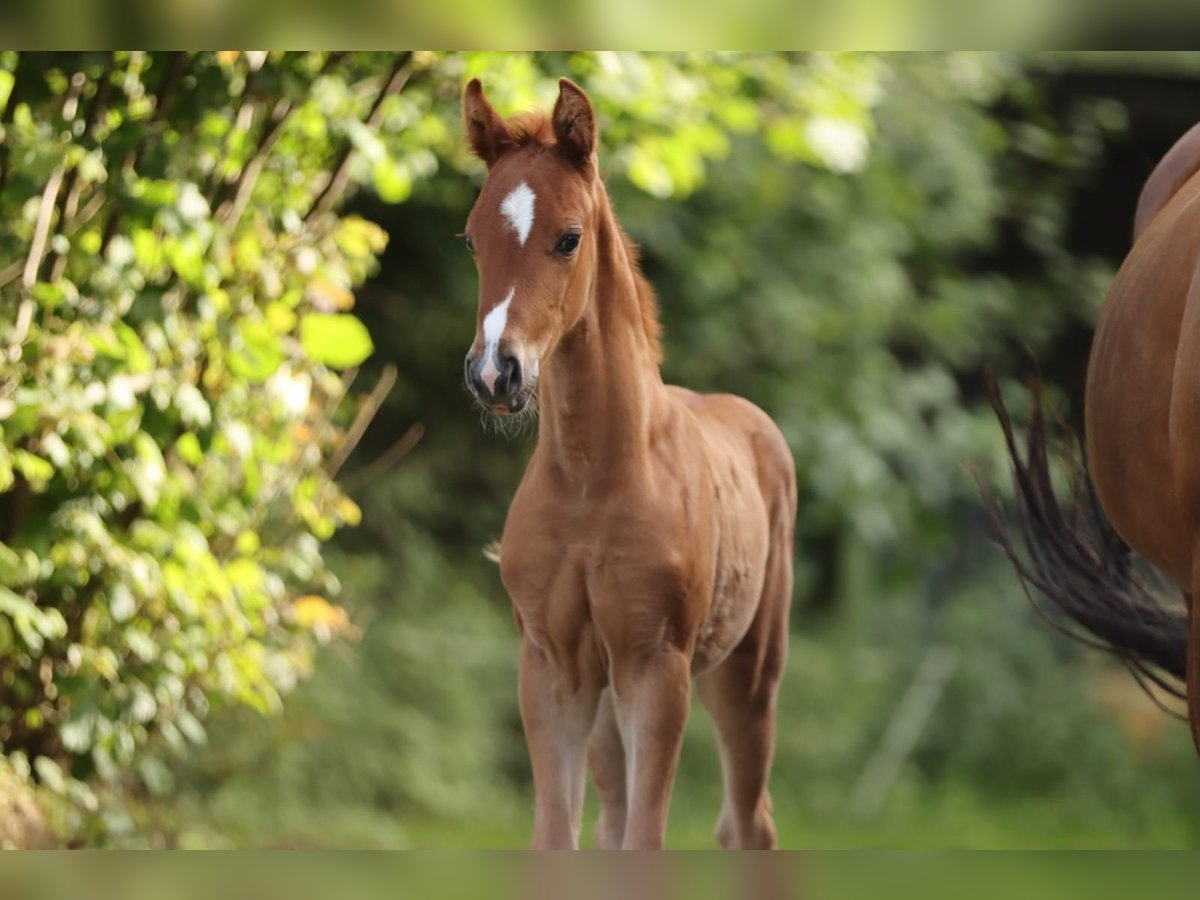 Hanovrien Jument Poulain (05/2024) 166 cm Alezan in Nümbrecht