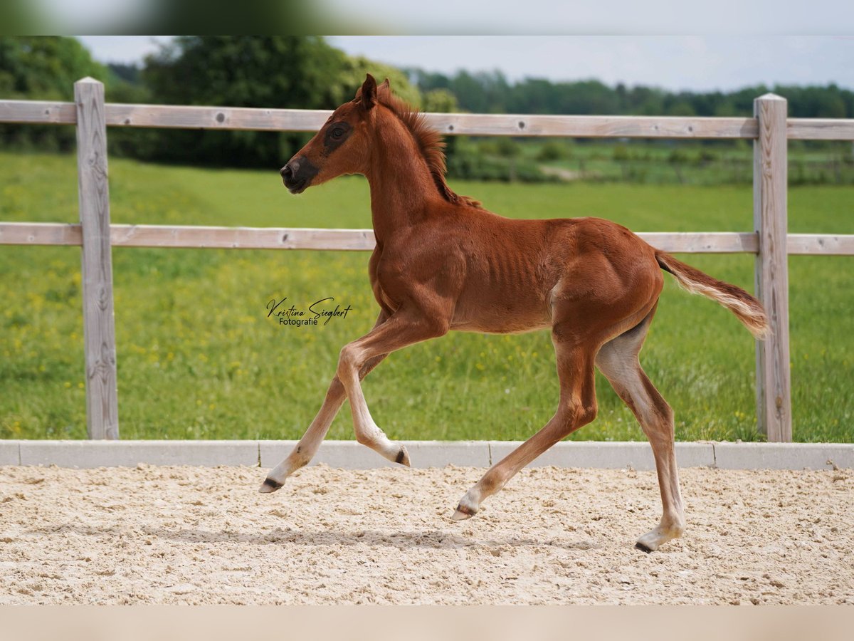 Hanovrien Jument Poulain (04/2024) 168 cm Alezan brûlé in Ettringen