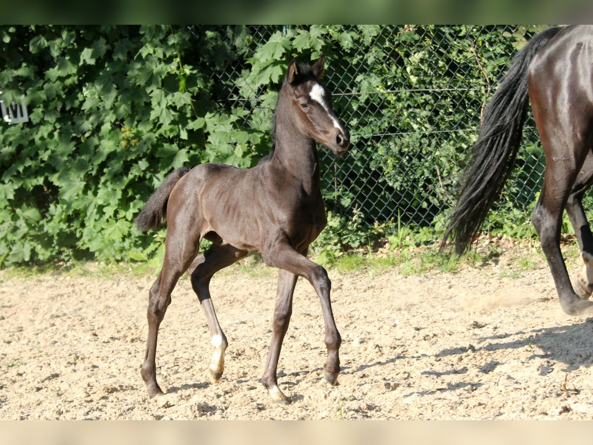 Hanovrien Jument Poulain (05/2024) 169 cm Noir in Kutenholz