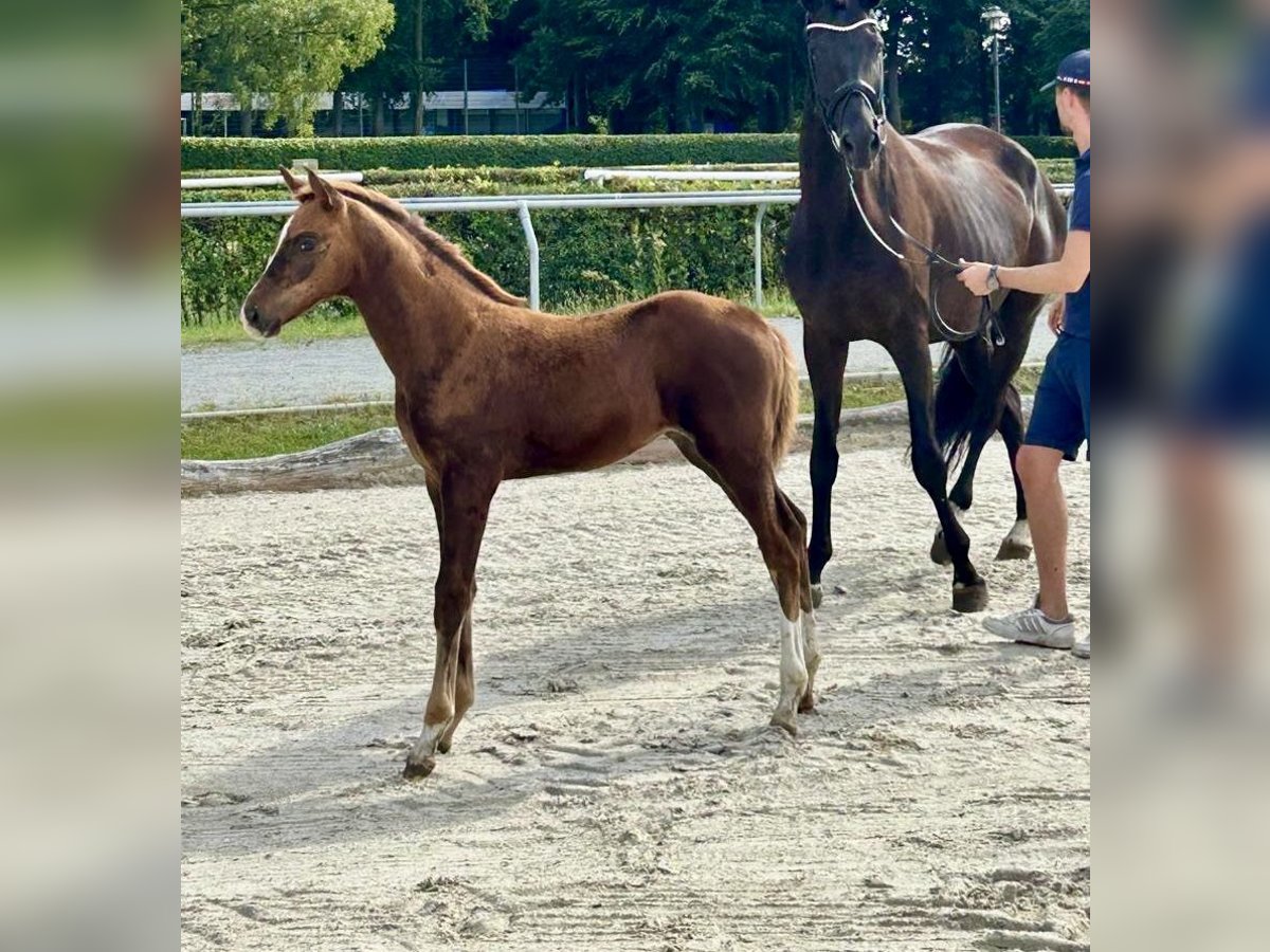 Hanovrien Jument Poulain (06/2025) 170 cm Alezan brûlé in Herten
