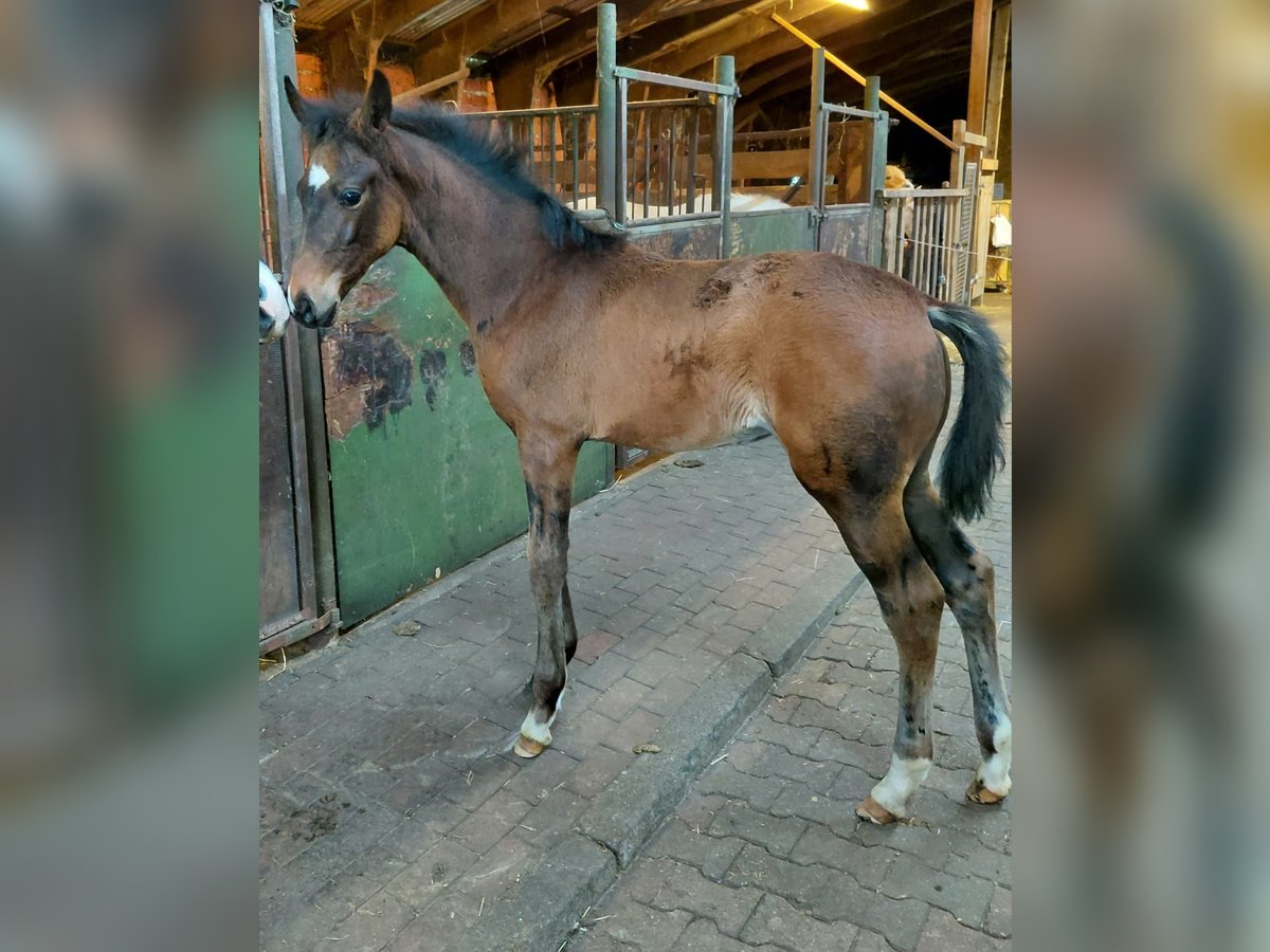 Hanovrien Jument  170 cm Bai brun in Hasel&#xFC;nne