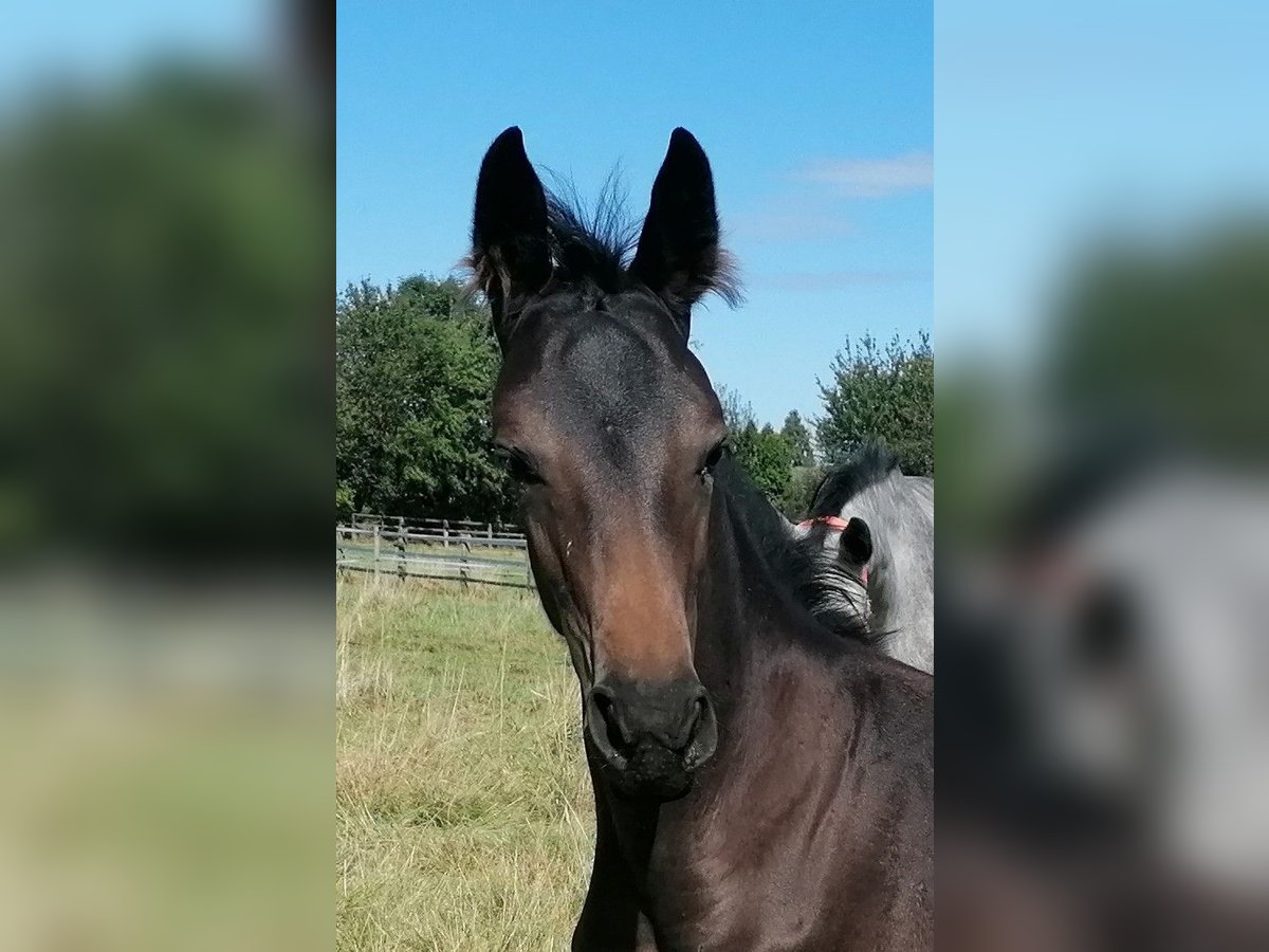 Hanovrien Jument Poulain (06/2024) 170 cm Bai brun in Kempen