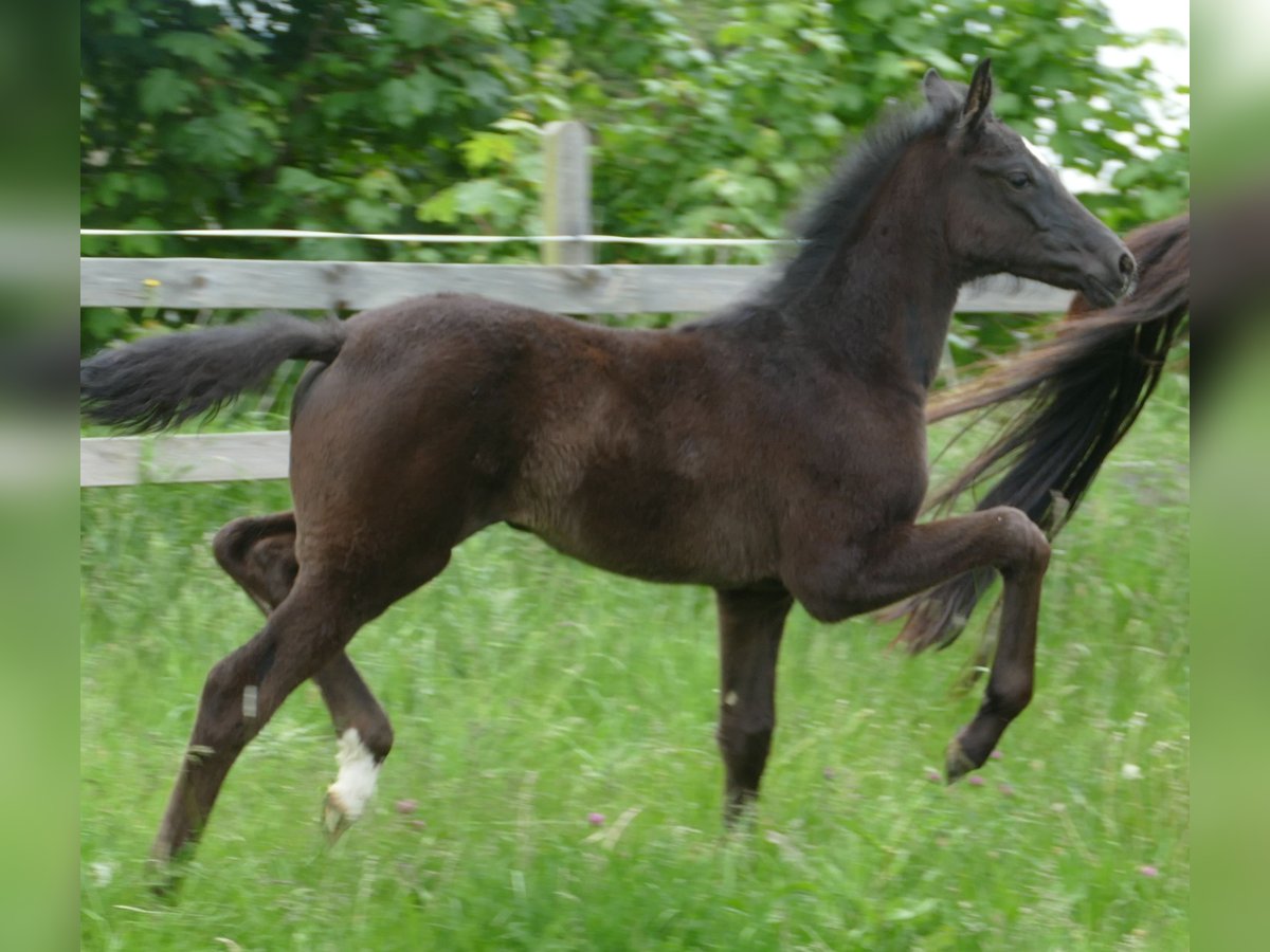 Hanovrien Jument  172 cm Noir in Greifenstein