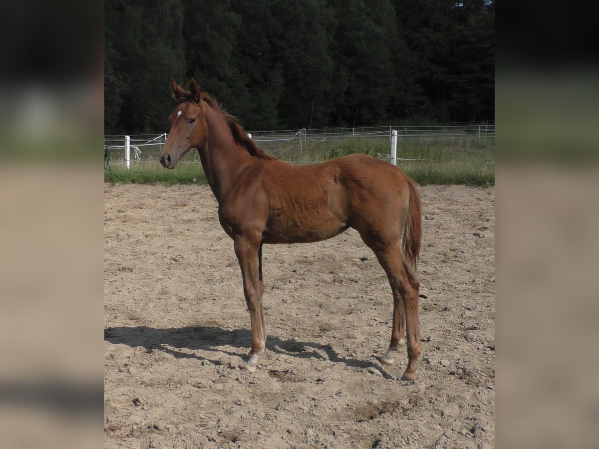 Hanovrien Jument Poulain (03/2024) 173 cm Alezan brûlé in Stare Czarnowo