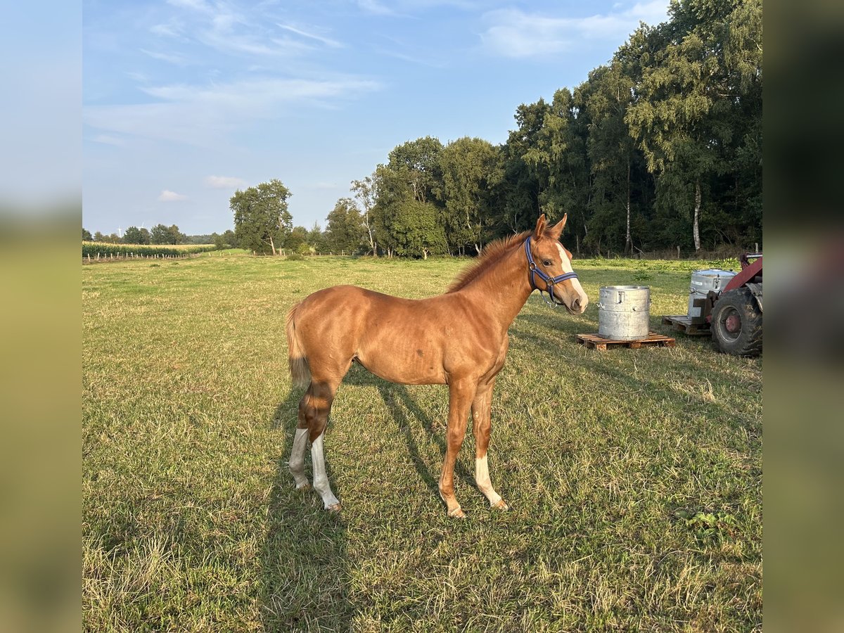 Hanovrien Jument Poulain (05/2025) Alezan in Schwanewede