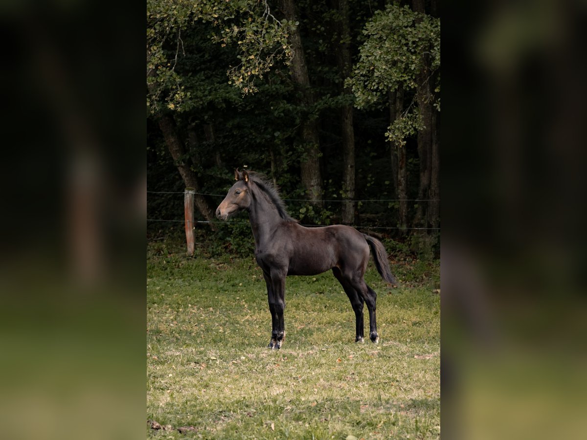 Hanovrien Jument Poulain (04/2025) Bai brun in Schmitten