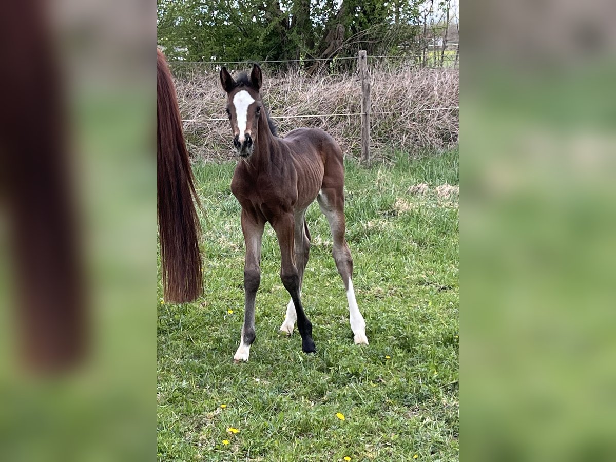 Hanovrien Jument  Bai brun foncé in Ettringen