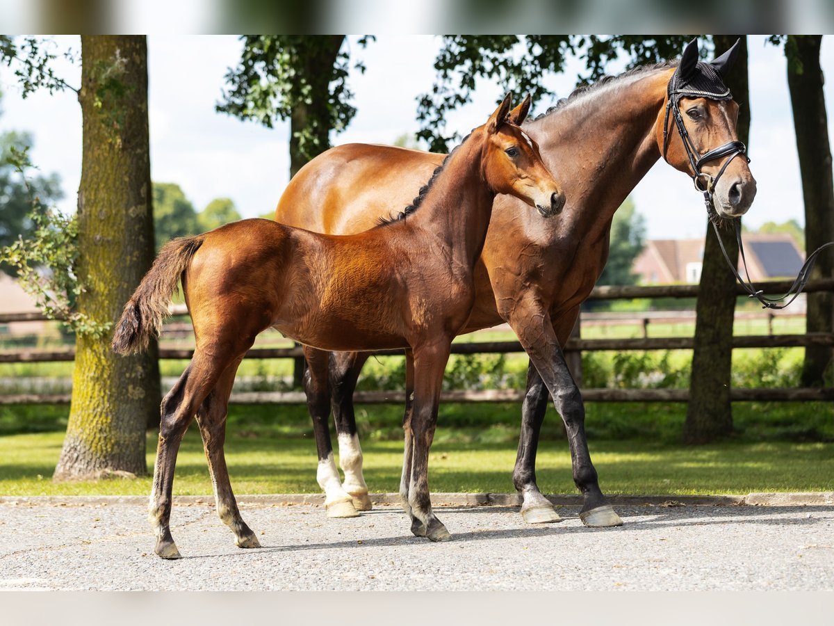 Hanovrien Jument Poulain (04/2025) Bai in Bocholt