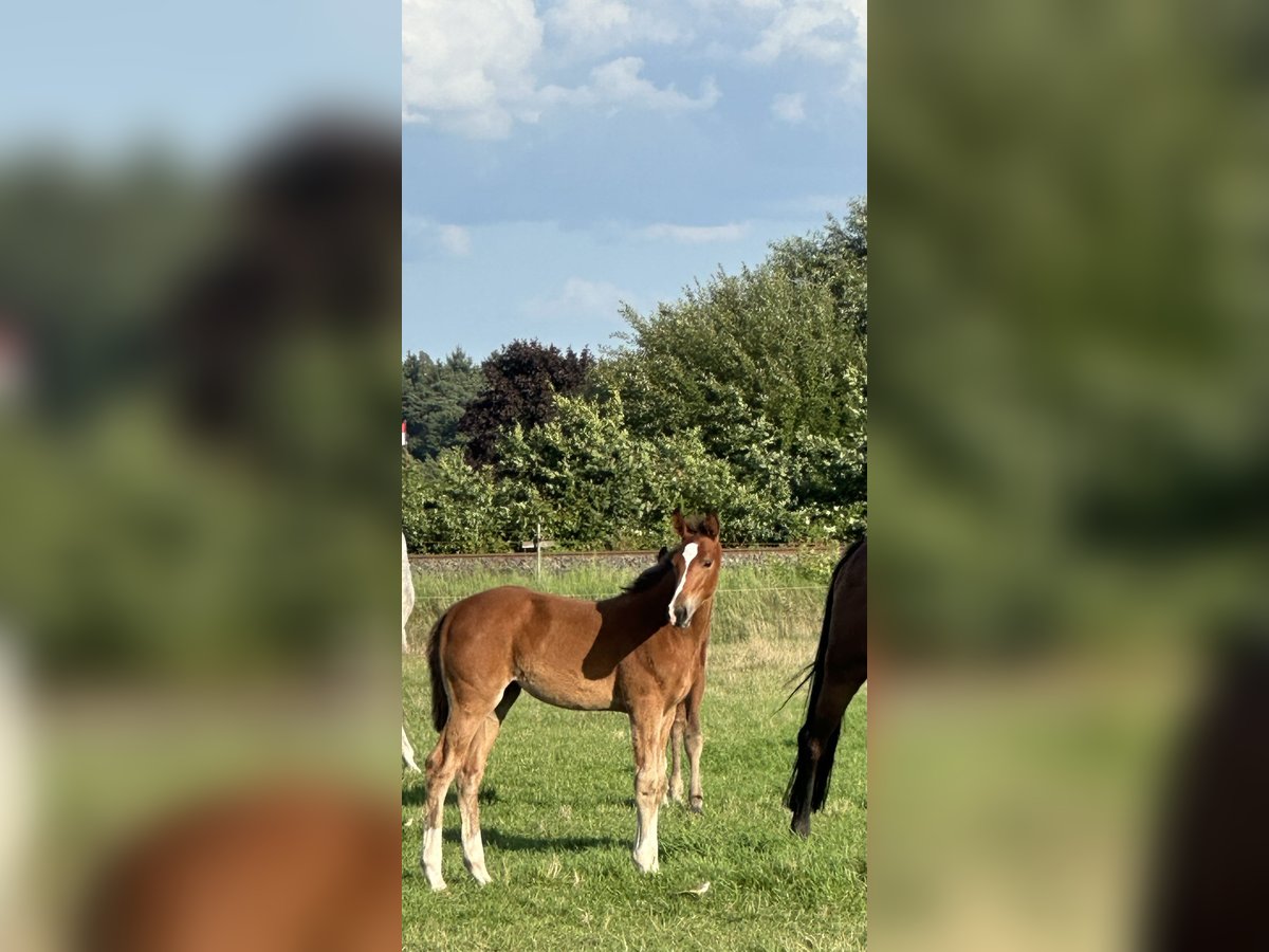 Hanovrien Jument Poulain (05/2025) Bai in Wahrenholz
