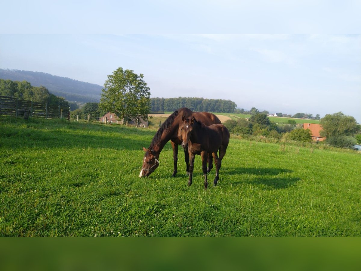 Hanovrien Jument Poulain (05/2024) Bai in Rolfshagen