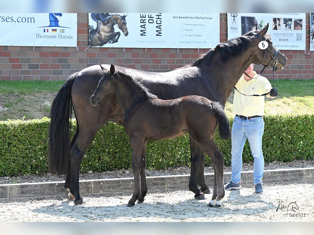 Hanovrien Jument  Noir in Gro&#xDF; Ippener