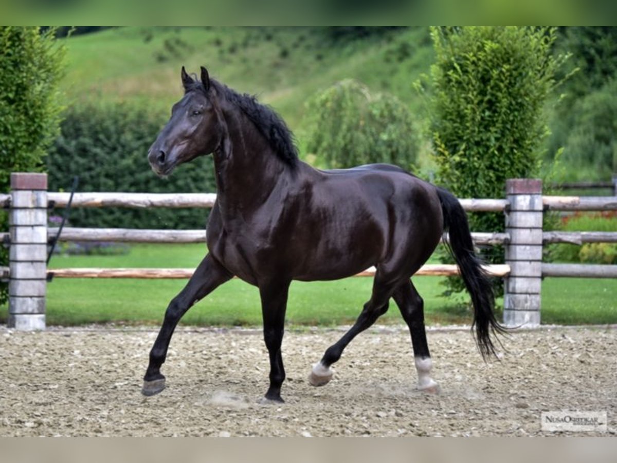 Heavy Warmblood Gelding 10 years 16,1 hh Smoky-Black in Ettersberg