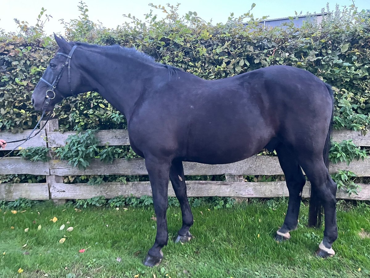 Heavy Warmblood Gelding 10 years 16,2 hh Black in Einbeck