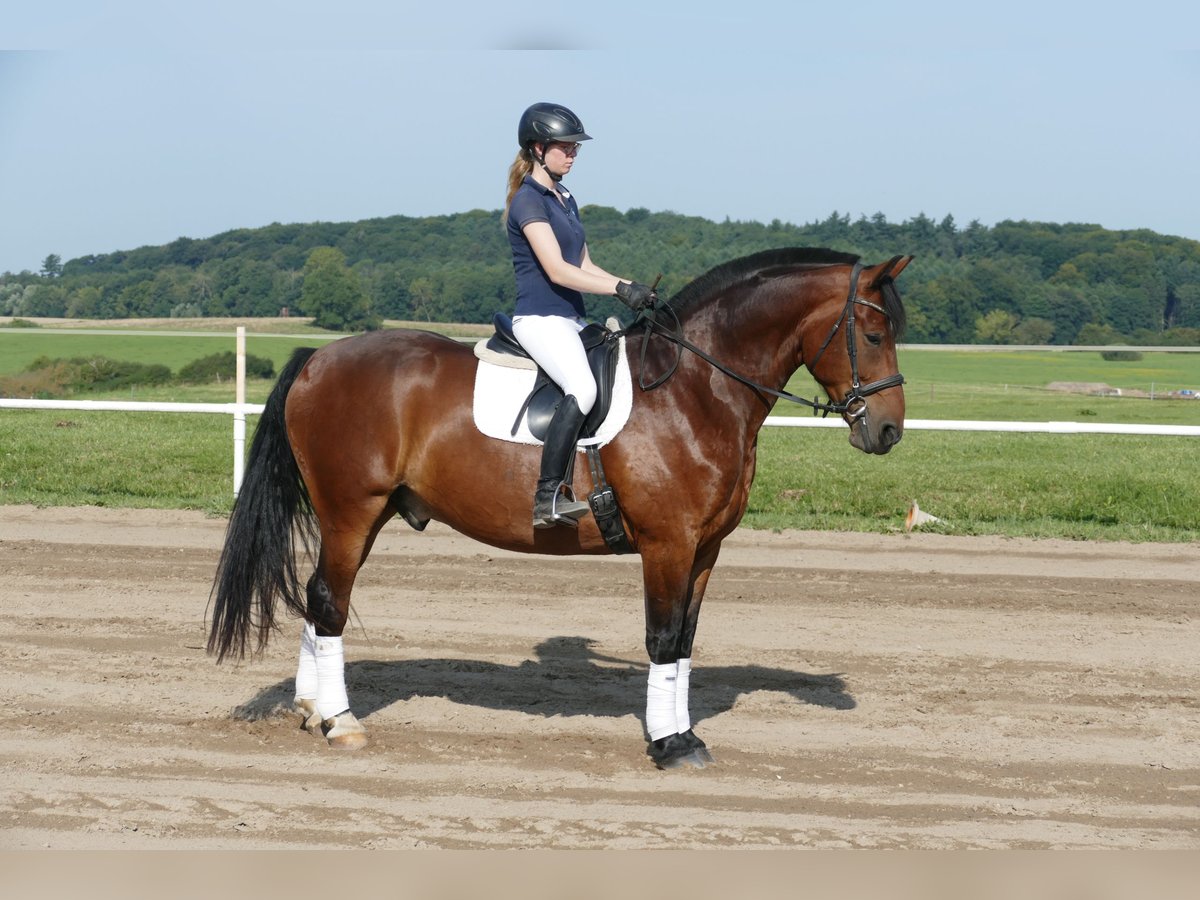 Heavy Warmblood Gelding 10 years 16,1 hh Brown in Ganschow