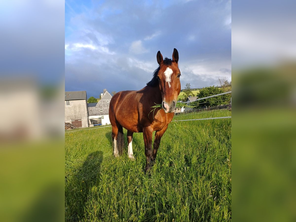 Heavy Warmblood Gelding 11 years 15,2 hh Brown in Letschin