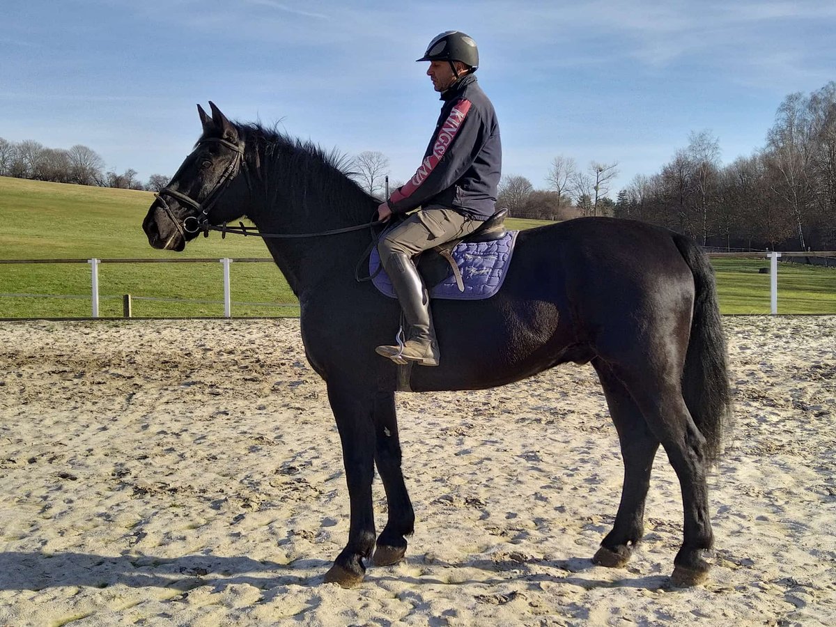 Heavy Warmblood Gelding 12 years 17 hh Black in Kamenz