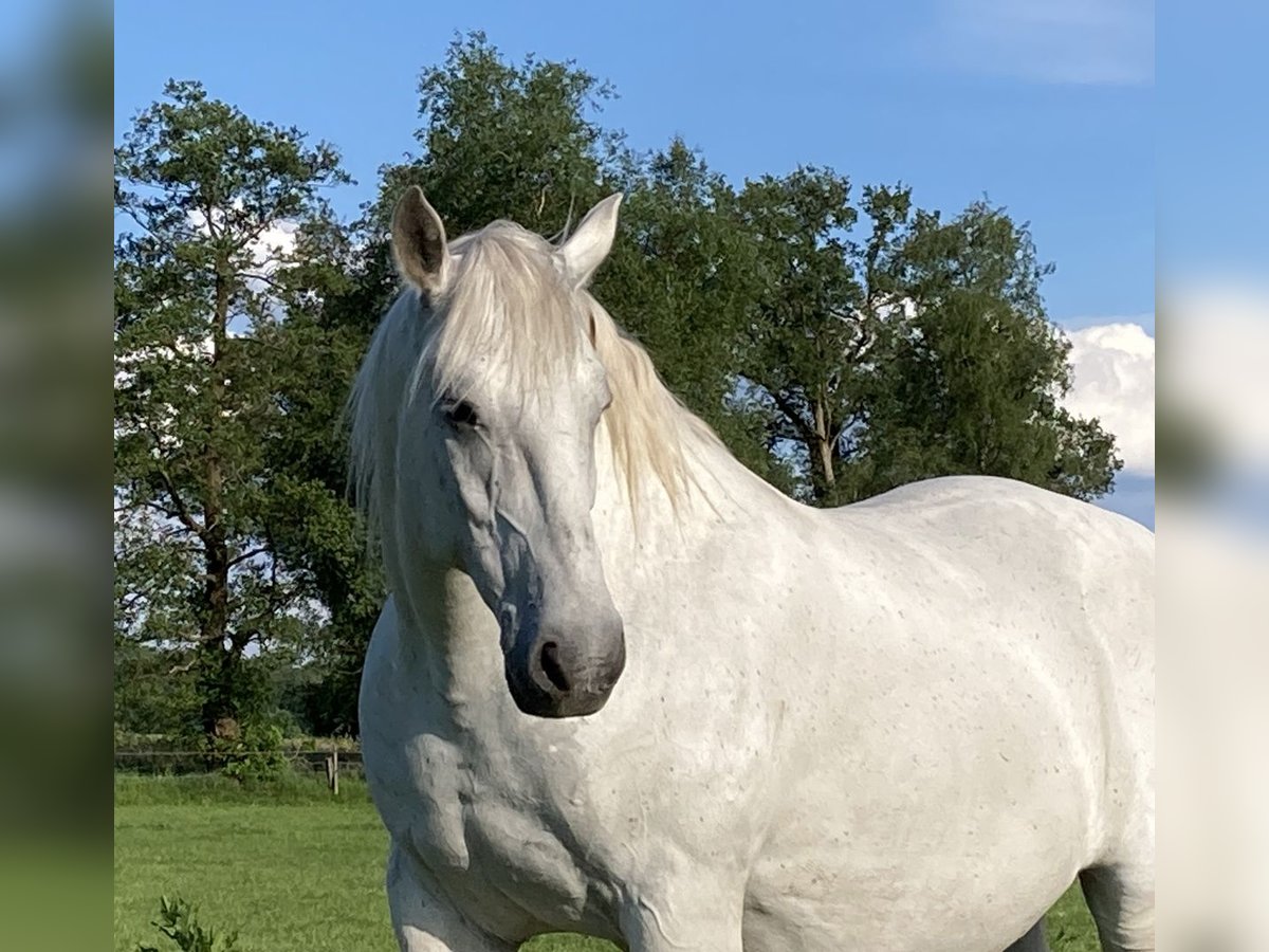 Heavy Warmblood Gelding 13 years 16,1 hh Gray in Werlte