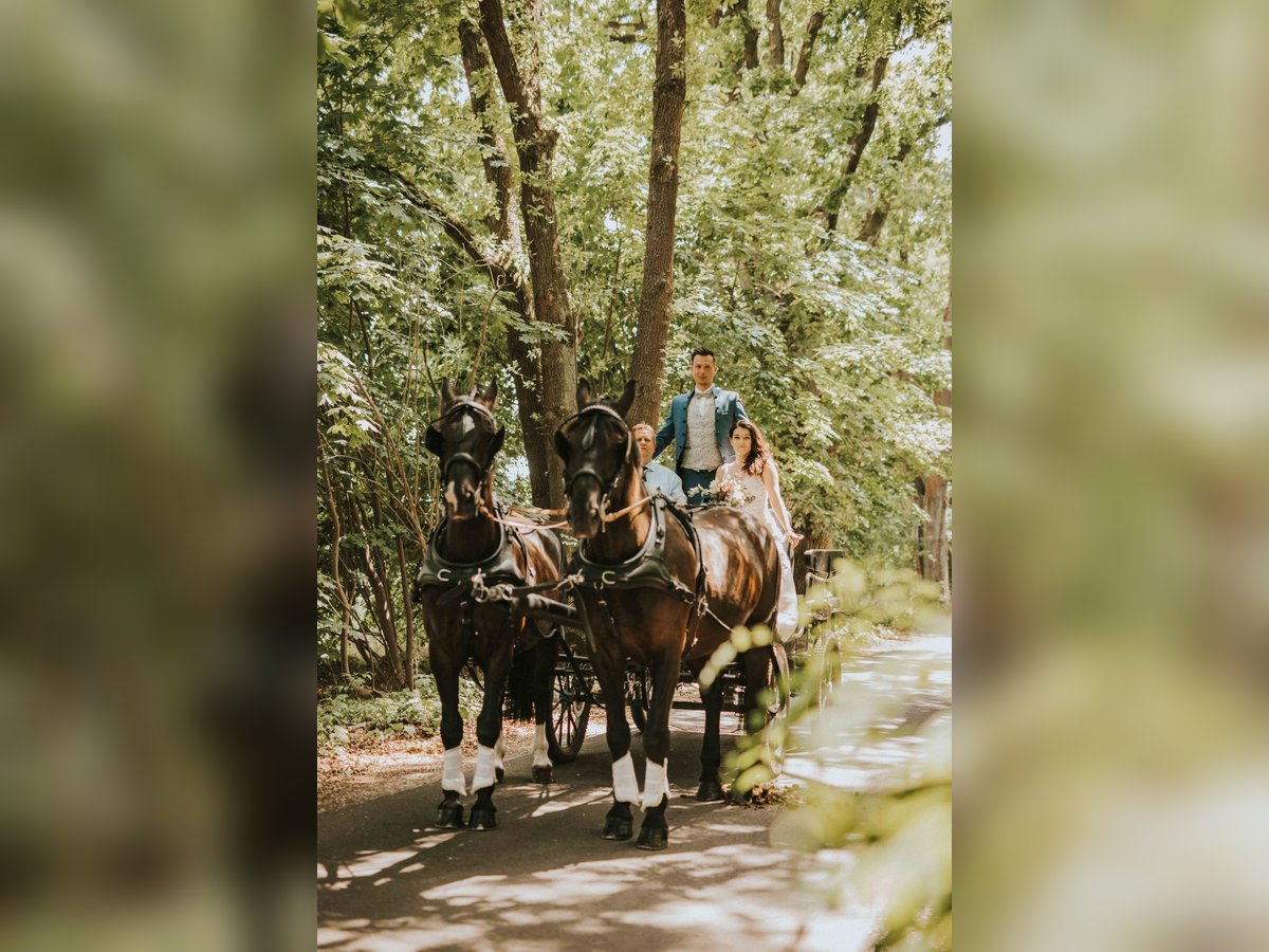 Heavy Warmblood Gelding 14 years 16,2 hh Black in Elisenau Heavy Warmblood Gelding 14 years 16,2 hh Black in Elisenau