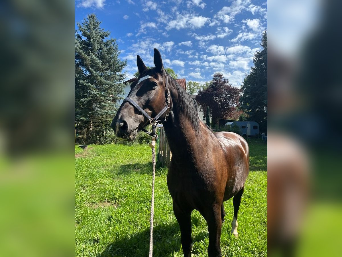 Heavy Warmblood Gelding 16 years 16,2 hh Black in Hohenroda