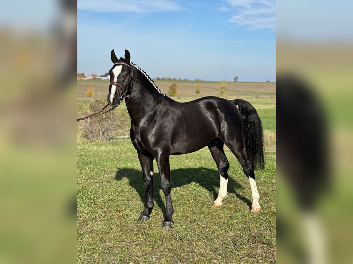 Heavy Warmblood Gelding 2 years 15,3 hh Black in Am Ettersberg