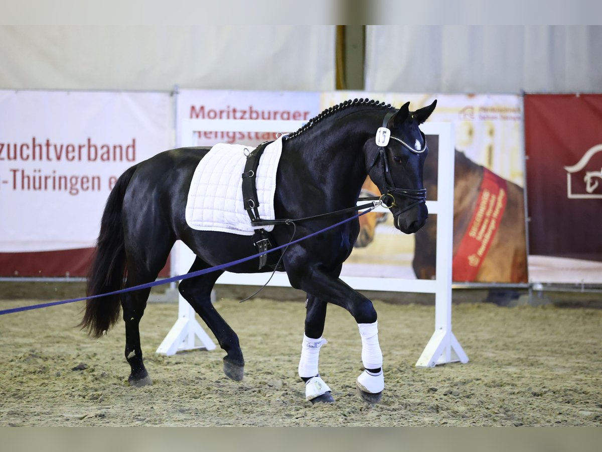 Heavy Warmblood Gelding 2 years 16 hh Black in Ostrau