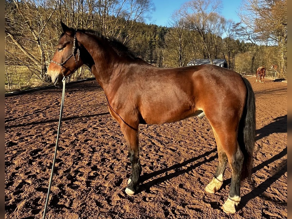 Heavy Warmblood Gelding 3 years 15,2 hh Brown in Ilmenau