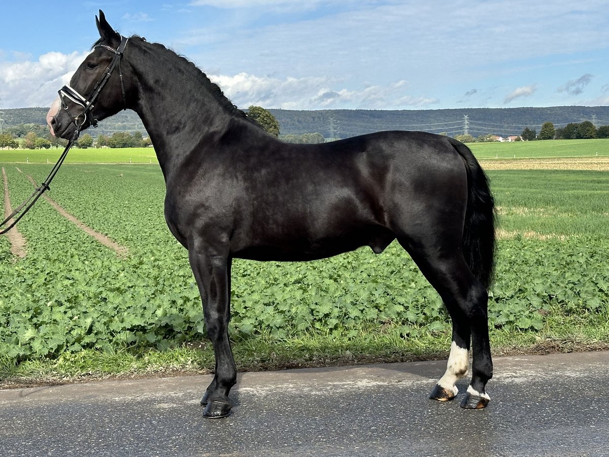 Heavy Warmblood Gelding 3 years 16,1 hh Black in Riedlingen