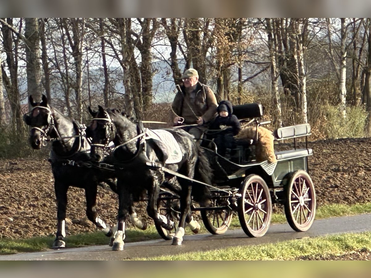 Heavy Warmblood Gelding 3 years 16,1 hh Black in Riedlingen