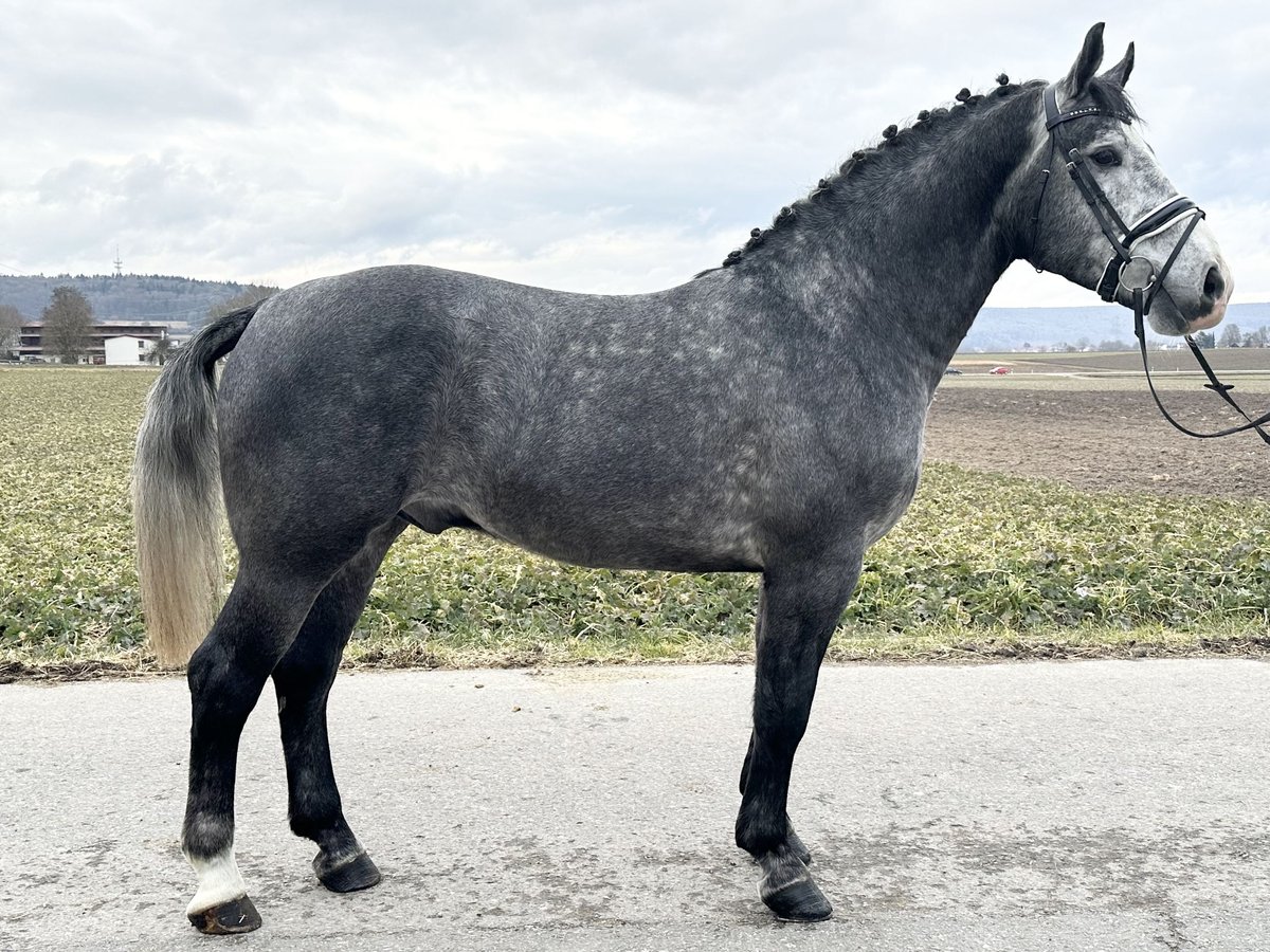 Heavy Warmblood Gelding 3 years 16,1 hh Gray-Dapple in Riedlingen