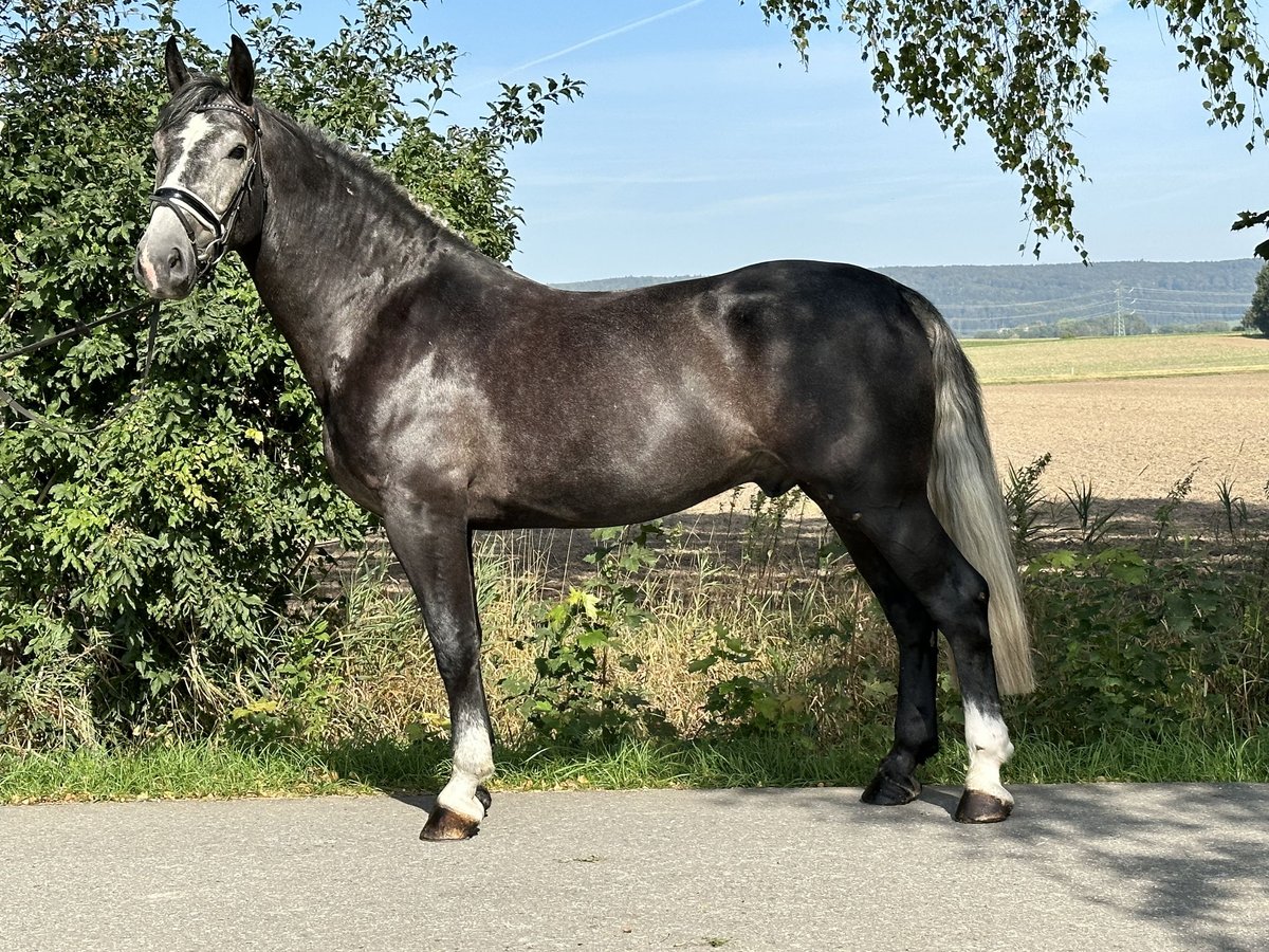 Heavy Warmblood Gelding 3 years 16,1 hh Gray-Dark-Tan in Riedlingen
