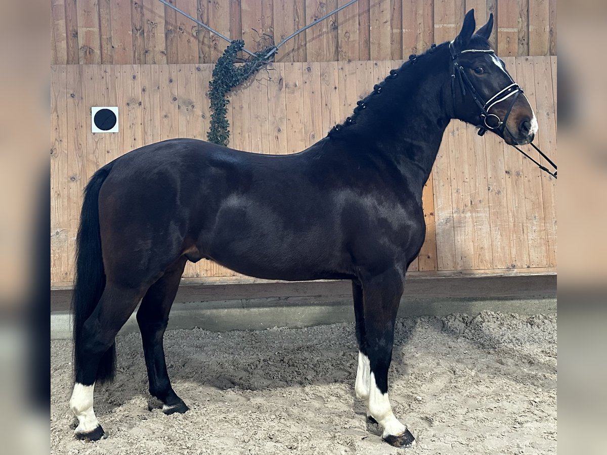Heavy Warmblood Gelding 3 years 16 hh Bay-Dark in Riedlingen