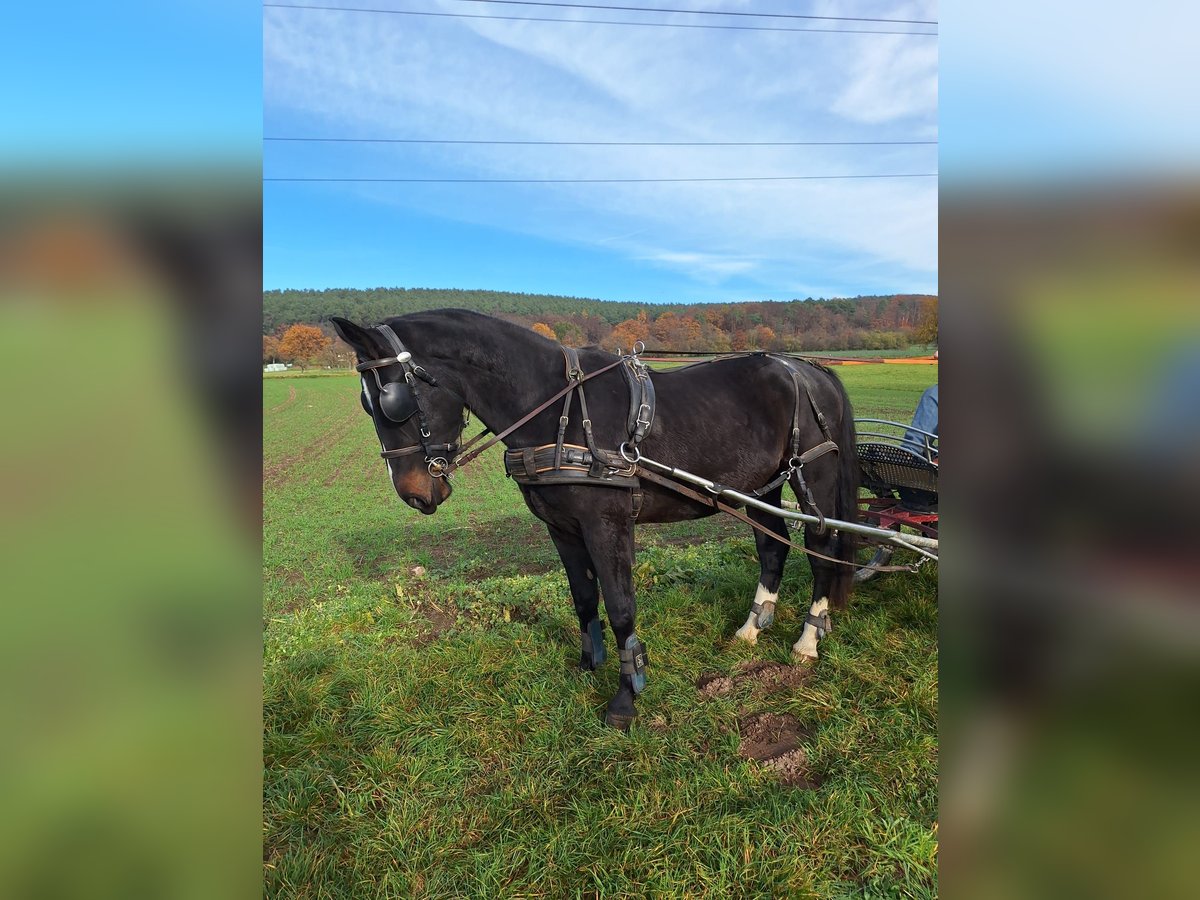 Heavy Warmblood Gelding 3 years 16 hh Black in Kleinwallstadt