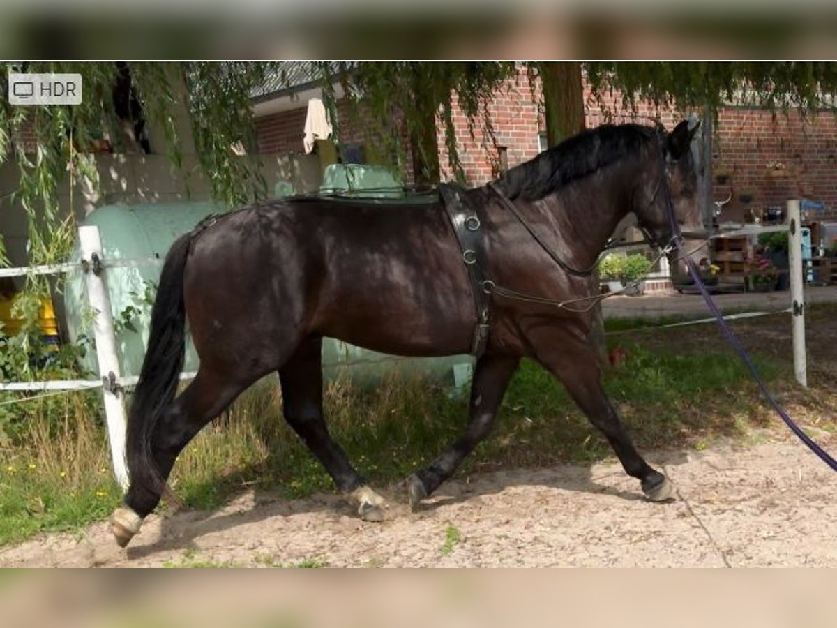 Heavy Warmblood Gelding 3 years 16 hh Black in Badbergen