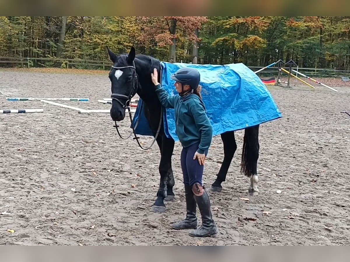 Heavy Warmblood Gelding 3 years 16 hh Black in Braunschweig