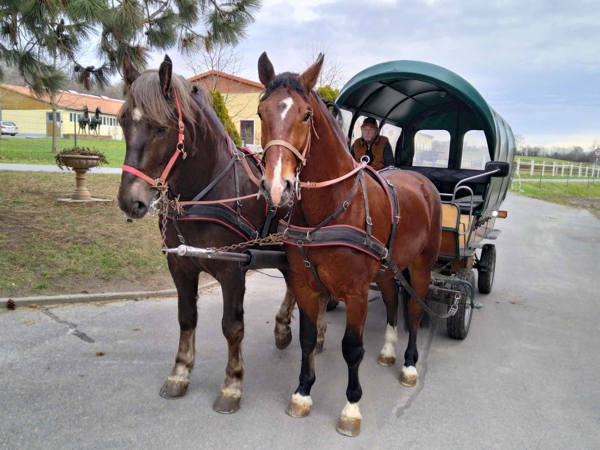 Heavy Warmblood Gelding 3 years 16 hh Brown in Kamenz