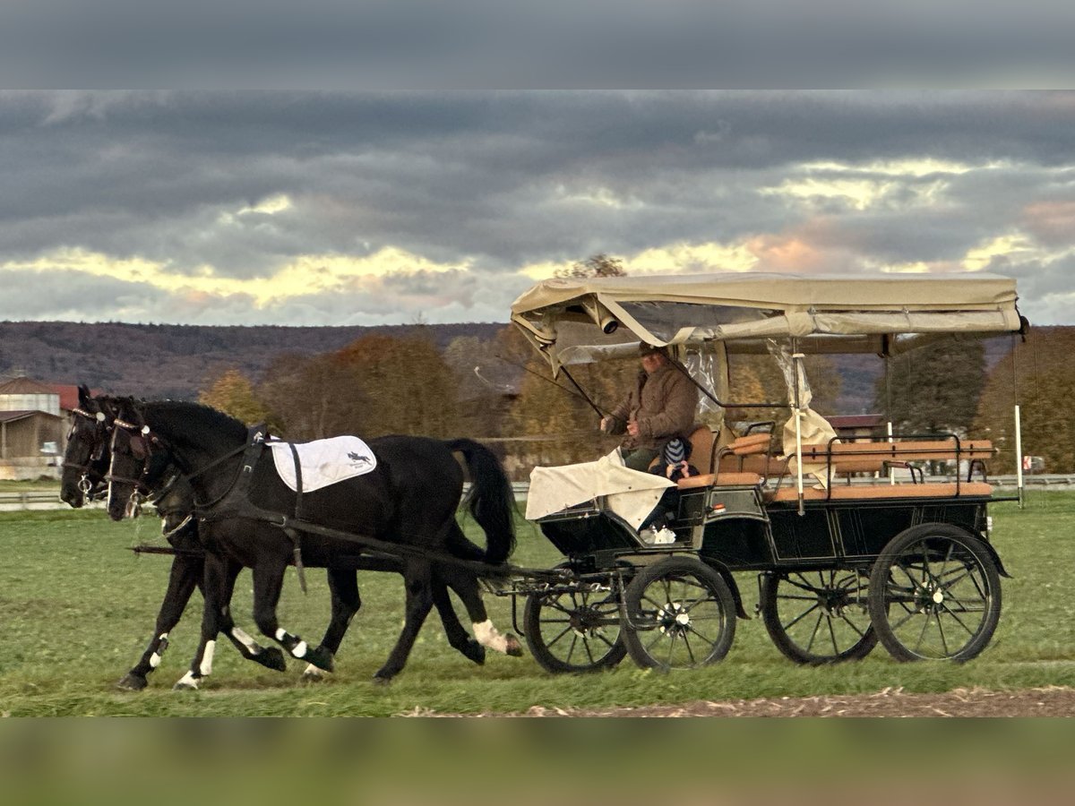 Heavy Warmblood Gelding 3 years 16,1 hh Black in Riedlingen Heavy Warmblood Gelding 3 years 16,1 hh Black in Riedlingen