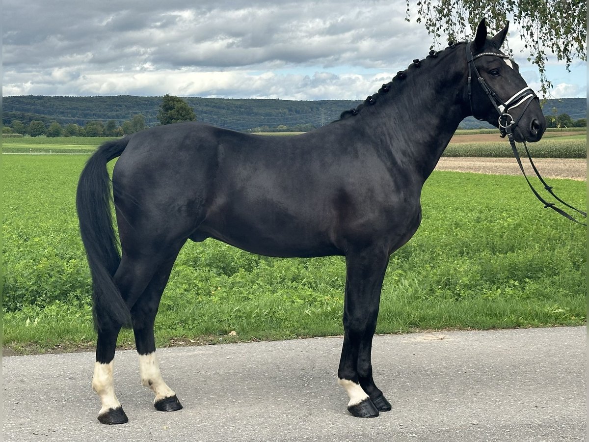 Heavy Warmblood Gelding 3 years 16,1 hh Black in Riedlingen