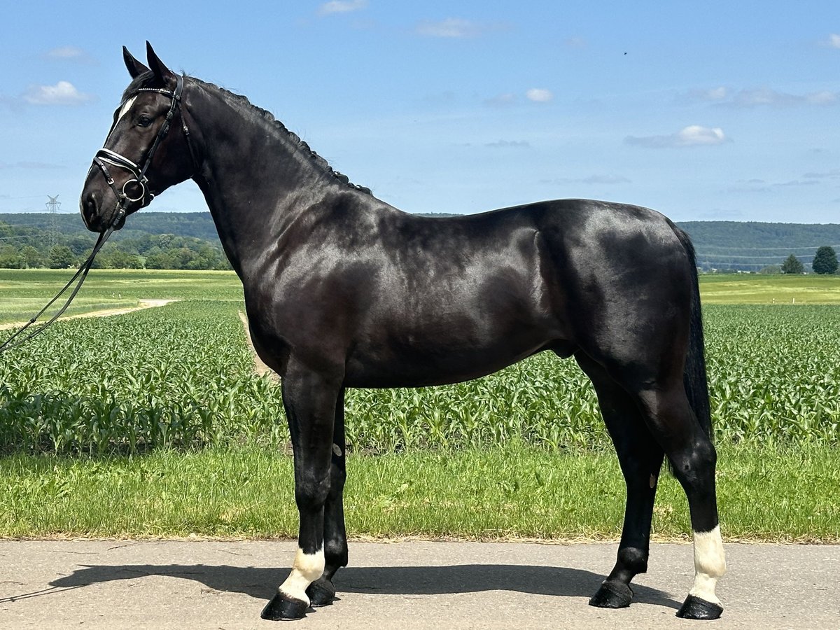 Heavy Warmblood Gelding 3 years 16,1 hh Black in Riedlingen