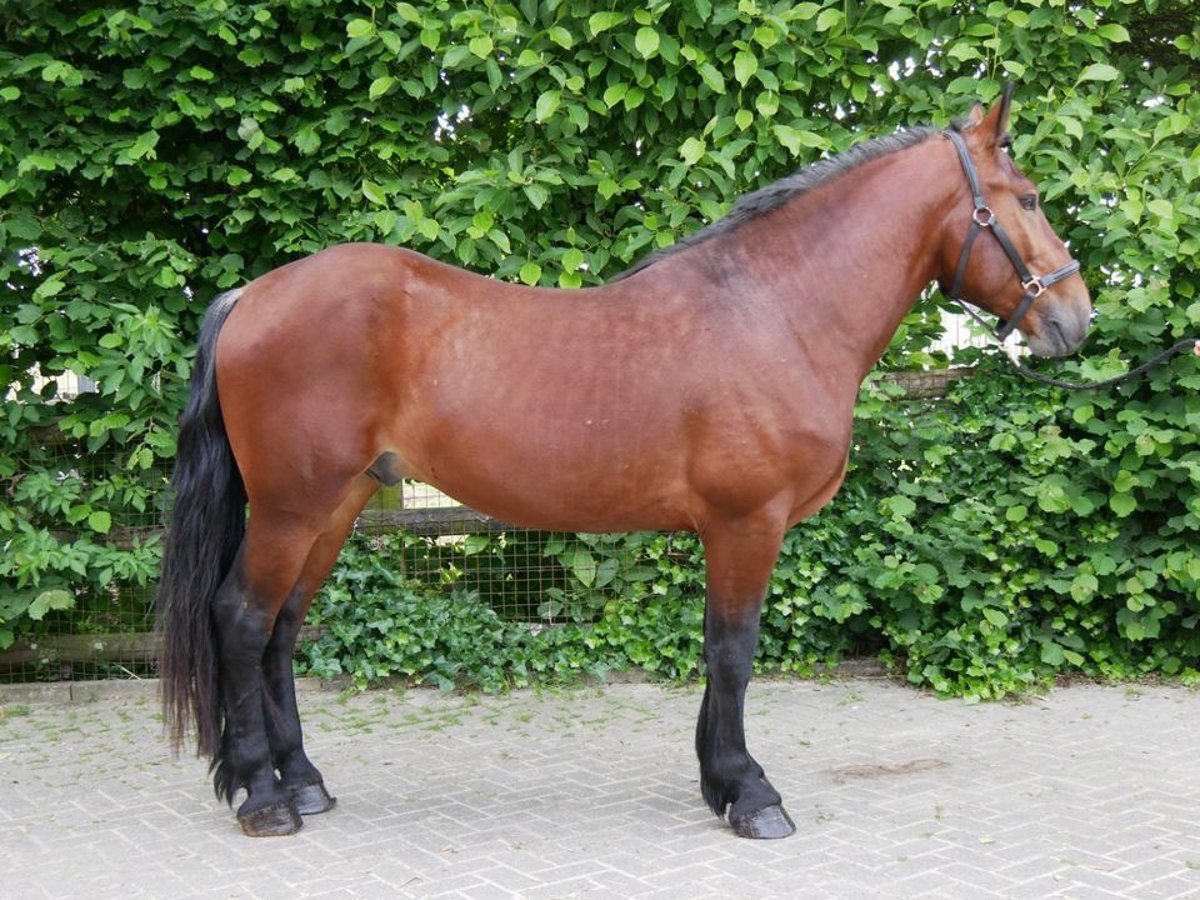 Heavy Warmblood Gelding 4 years 15,1 hh in Dorsten