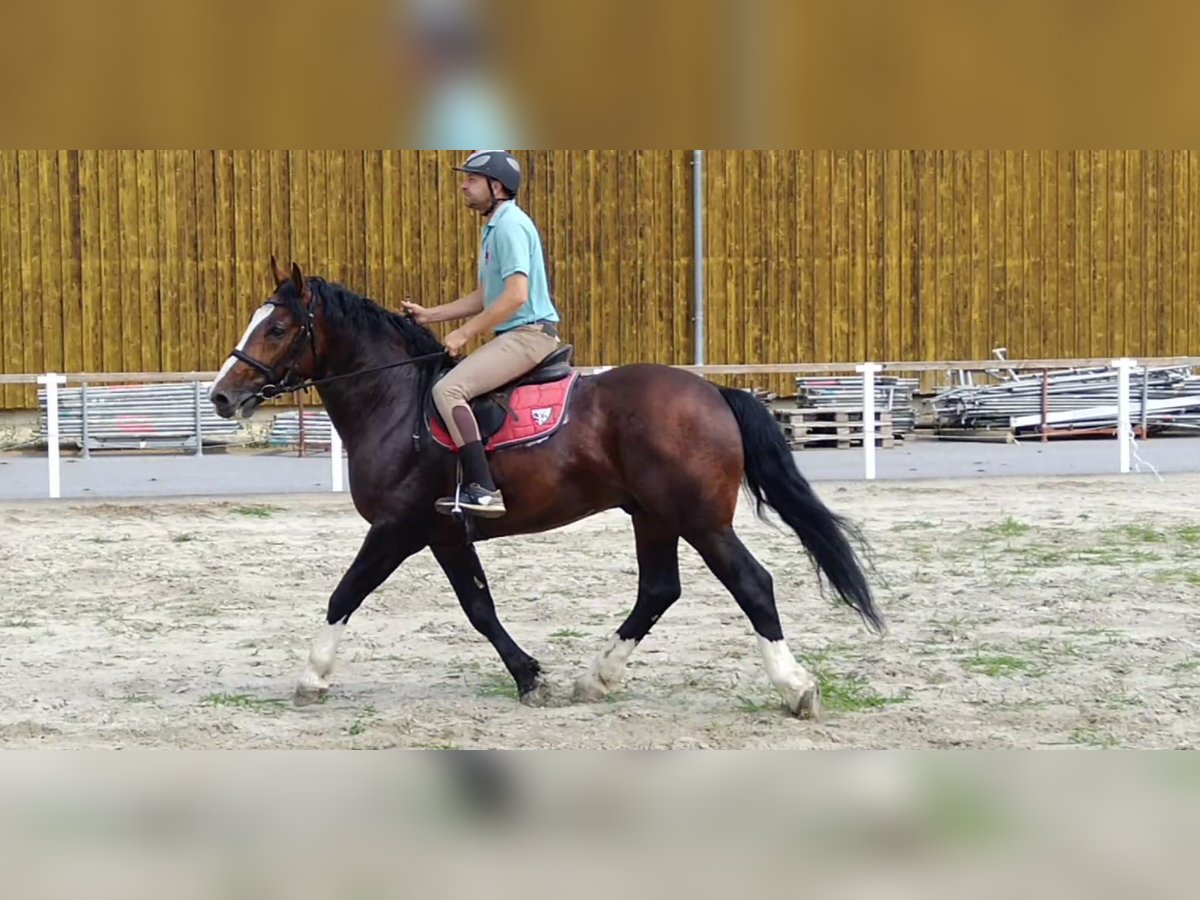 Heavy Warmblood Gelding 4 years 15,3 hh Brown in Kamenz